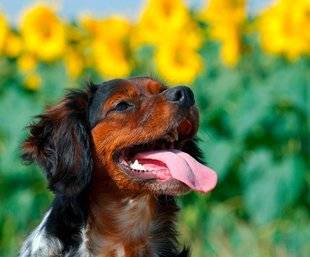 Le Chasseur Français 1467 La salive du chien, parfois mortelle