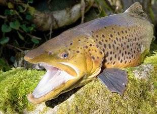 Le Chasseur Français 1468 Les truites seront-elles encore en surchauffe ?