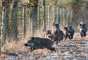 Le Chasseur Français 1468 L'engrillagement un fléau pour la chasse française