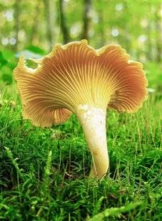 Le Chasseur Français 1469 Des girolles à coup sûr