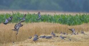 Le Chasseur Français 1469 Les modalités de destruction du pigeon ramier