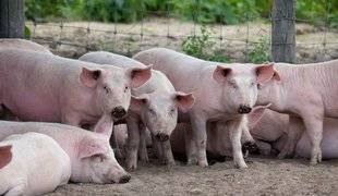 Le Chasseur Français 1469 La peste porcine africaine