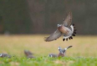 Le Chasseur Français 1469 Pigeon ramier faut-il le classer comme nuisible