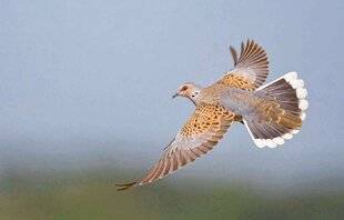 Le Chasseur Français 1539 Retour de la chasse de la tourterelle des bois ?