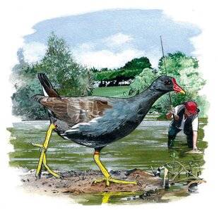 Le Chasseur Français 1539 La gallinule poule d'eau(Gallinula chloropus)