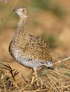 Le Chasseur Français 1540 Reconnaissez-vous cet oiseau ?
