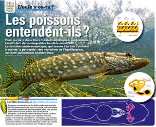 Le Chasseur Français 1540 Les poissons entendent-ils ?