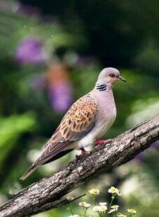 Le Chasseur Français 1540 Oiseaux nicheurs 140 ans de suivi