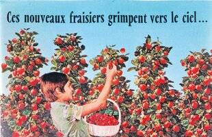 Le Chasseur Français 1540 Du côté des pratiques horticoles