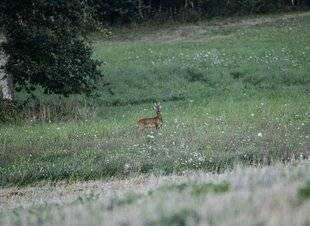 Le Chasseur Français 1541 Vous êtes plutôt du soir ou du matin ?
