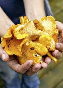Le Chasseur Français 1541 Girolles De la cueillette à l'assiette