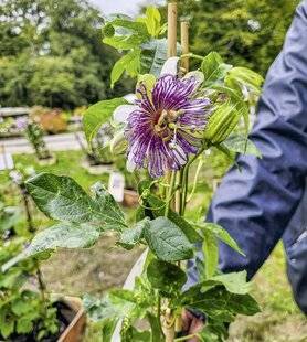 Le Chasseur Français 1541 Miam ! ces fruits de passiflore