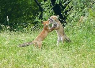 Le Chasseur Français 1542 On ne babine pas avec l'amour