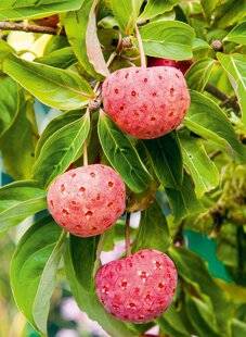 Le Chasseur Français 1542 Un p'tit air de fraise