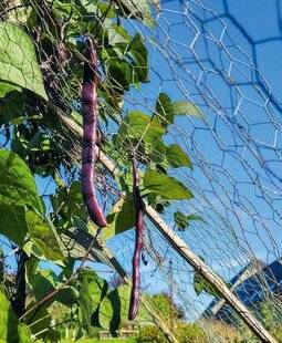Le Chasseur Français 1542 Mon jardin en août
