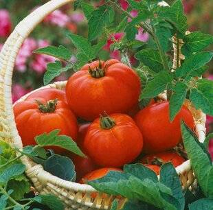 Le Chasseur Français 1542 C'est le moment : la tomate de Marmande