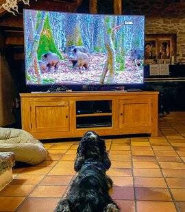 Le Chasseur Français 1543 Entraînement télévisuel
