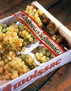 Le Chasseur Français 1543 Le chasselas de Moissac