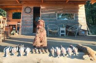 Le Chasseur Français 1543 Faire cohabiter les chiens à la cabane
