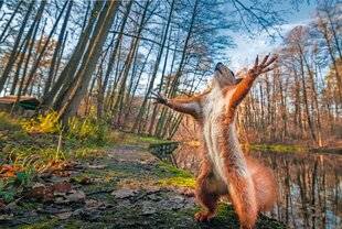 Le Chasseur Français 1544 Je suis le maître du monde… et des forêts !