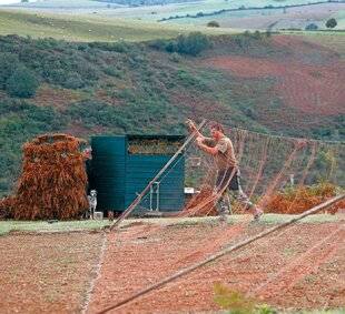 Le Chasseur Français 1544 Alouette aux pantes : réautorisée dans le Sud-Ouest