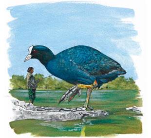 Le Chasseur Français 1544 La foulque macroule (Fulica atra)