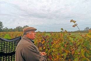 Le Chasseur Français 1544 Grives charentaises à l'affût dans les vignes