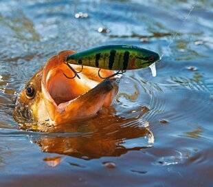 Le Chasseur Français 1545 Les black-bass du lac de Parentis