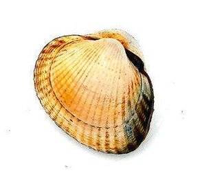 Le Chasseur Français 1545 Plaisirs de bouche et de la glane