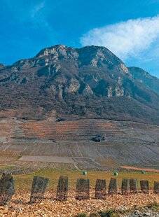 Le Chasseur Français 1545 Le village viticole qui plantait des arbres