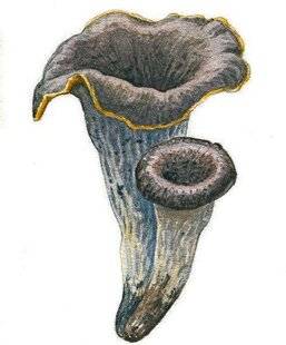 Le Chasseur Français 1545 CARTE D'IDENTITÉ