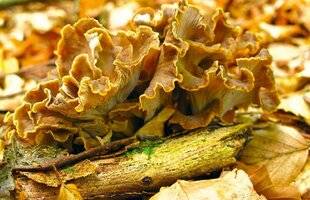 Le Chasseur Français 1545 La chanterelle sinueuse