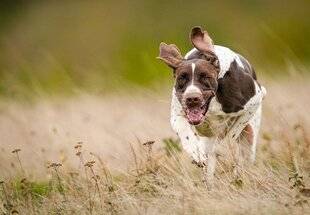 Le Chasseur Français 1545 Regard fauve