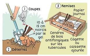 Le Chasseur Français 1545 Remisez les dahlias à l'abri