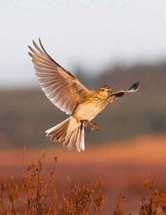 Le Chasseur Français 1545 Hélas, la pante aux alouettes n'a pas tenu !