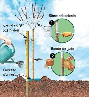 Le Chasseur Français 1545 Protégez vos jeunes arbres