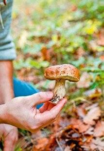 Le Chasseur Français 1545 Projet « Tchernobyl + 40 » : appel aux ramasseurs de champignons