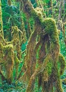 Le Chasseur Français 1545 Quand la forêt flirte avec les films d'horreur