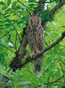 Le Chasseur Français 1545 Ni monstres ni légendes, juste la magie de la nature…