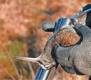Le Chasseur Français 1545 Bécasse : connaître les prélèvements pour préserver sa chasse