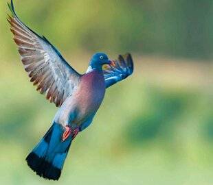 Le Chasseur Français 1545 Pourquoi la palombe se porte-t-elle si bien ?