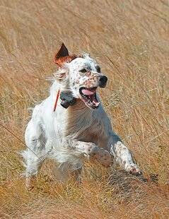 Le Chasseur Français 1545 Quelles croquettes pour mon chien ?