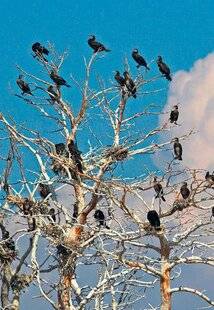 Le Chasseur Français 1545 Plafonds de destruction