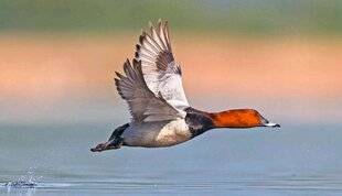 Le Chasseur Français 1545 Gestion adaptative du fuligule milouin