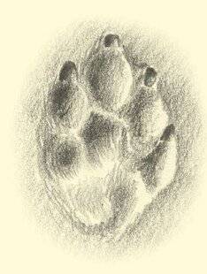 Le Chasseur Français 1545 À qui appartiennent ces traces ?