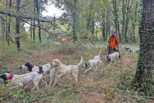 Le Chasseur Français 1546 Sangliers périgourdins aux courants
