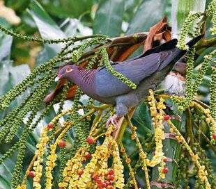 Le Chasseur Français 1546 Guadeloupe : chasse de certains gibiers suspendue