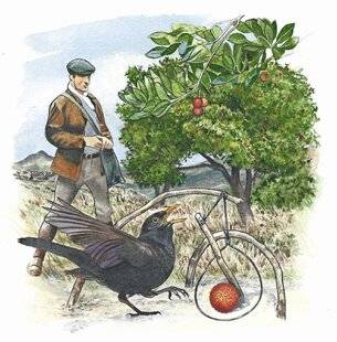 Le Chasseur Français 1546 Tradition Le piégeage du merle en Corse