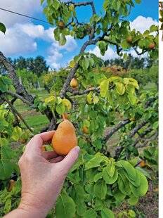 Le Chasseur Français 1546 Les nouvelles stars du verger