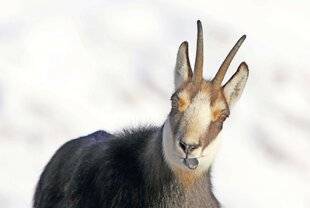 Le Chasseur Français 1546 Facétieux, non ?